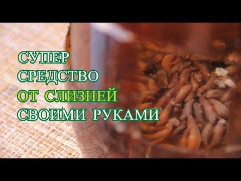Embedded thumbnail for Kā ātri un efektīvi atbrīvoties no gliemežiem! Nolasi ar rokām.