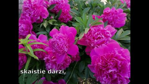 Embedded thumbnail for Latvijas zelts