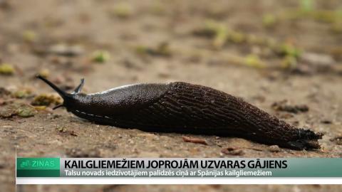 Embedded thumbnail for Spānijas kailgliemeži tuvojas pilsētas centram